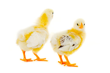 Image showing Two chicks