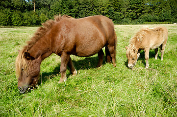 Image showing Horse and foal