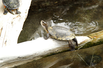 Image showing Turtles in the zoo