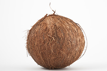 Image showing coconut