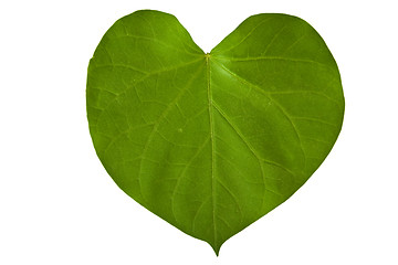 Image showing A heart shaped green leaf