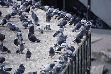 Image showing Pigeon