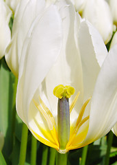 Image showing White Tulip 