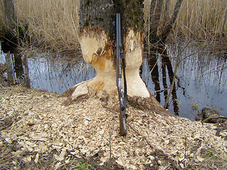 Image showing Hunting  the beaver