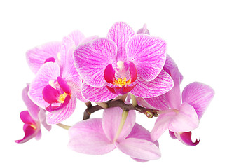 Image showing orchid on white