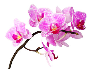 Image showing isolated orchid