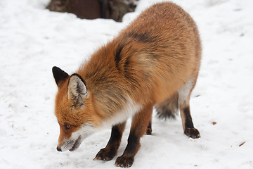 Image showing Red fox