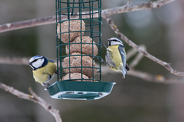 Image showing blue tits