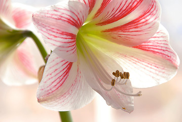 Image showing Lily closeup