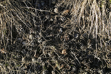 Image showing Pine Cone Texture