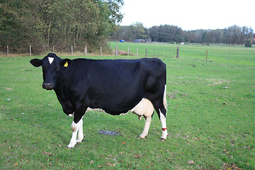 Image showing Black cow