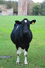 Image showing black cow in a meadow