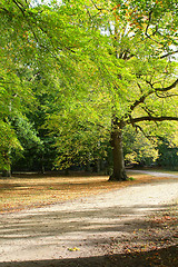 Image showing Autumn trees