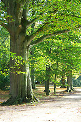 Image showing Autumn forest