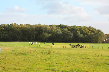 Image showing Autumn meadow