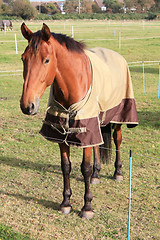 Image showing Lovely brown horse