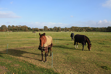 Image showing Horses in the field