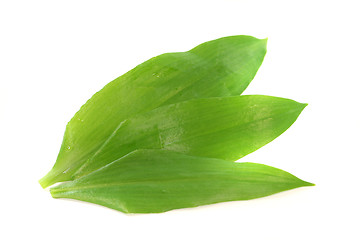 Image showing Wild garlic