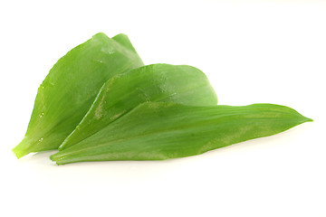 Image showing Wild garlic