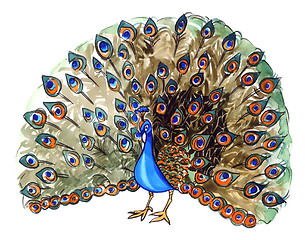 Image showing peacock