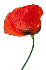 Image showing  Red poppies after a rain, it is isolated on white