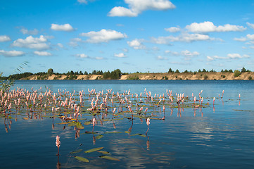 Image showing Water plants on a surface of wood lake