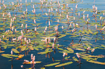 Image showing Water plants on a surface of wood lake