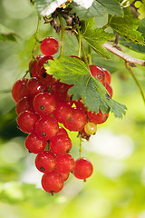 Image showing Cluster of a red currant 