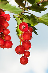 Image showing Cluster of a red currant 