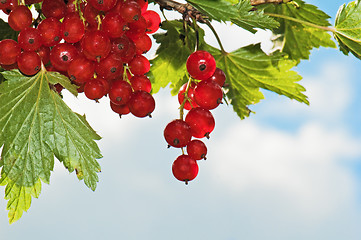 Image showing Cluster of a red currant 