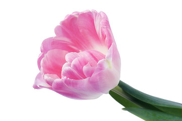 Image showing Pink tulip