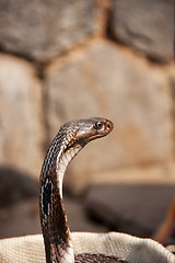 Image showing Head of the Cobra.