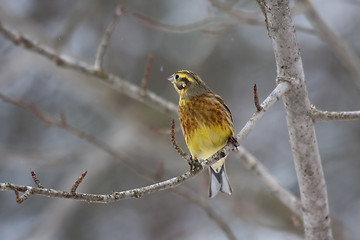 Image showing Yellowhammer