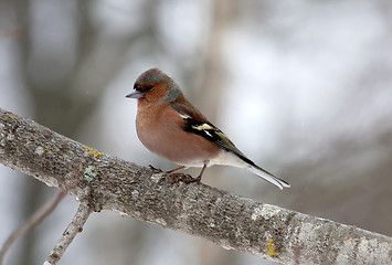 Image showing chaffinch
