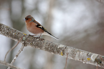 Image showing chaffinch