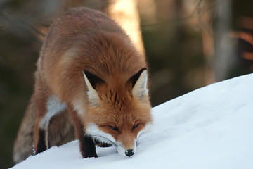 Image showing red fox