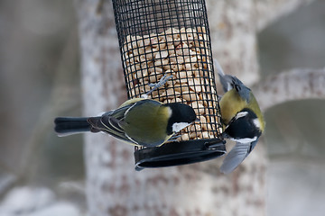 Image showing Great tits 