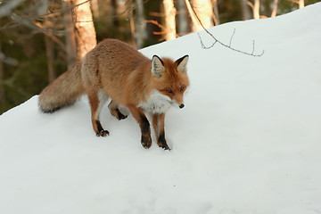 Image showing red fox