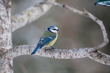 Image showing Blue tit