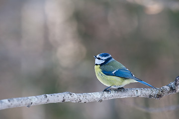 Image showing Blue tit