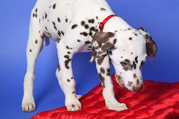 Image showing Dalmation