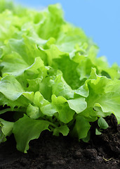 Image showing Lettuce garden