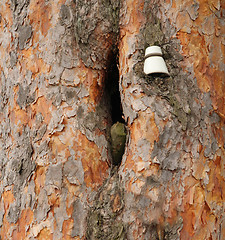 Image showing Insulator on a pine tree.
