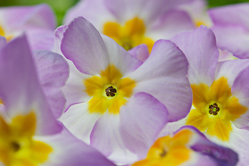 Image showing Primula Flowers