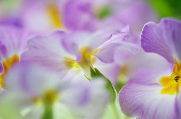 Image showing Primula Flowers