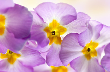 Image showing Primula Flowers