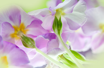 Image showing Primula Flowers