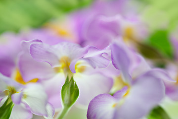 Image showing Primula Flowers