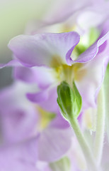 Image showing Primula Flowers