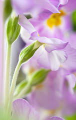 Image showing Primula Flowers